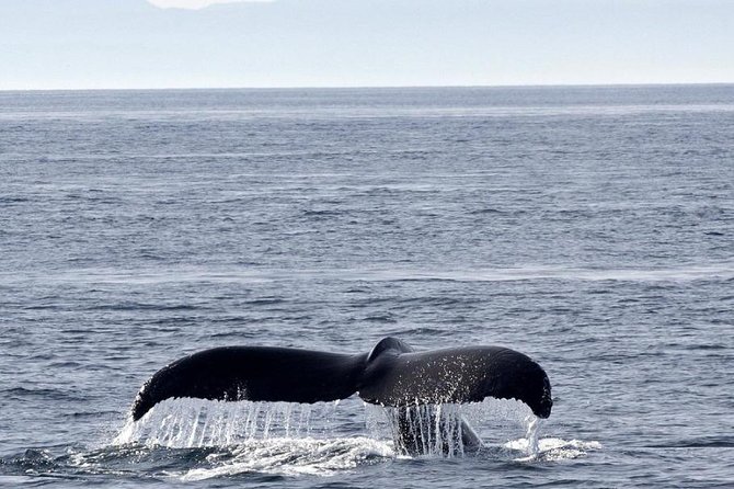 Victoria Shore Excursion: Whale-Watching Cruise with Expert Naturalist Guides - What You Might See: Orcas, Seals, Whales, and More