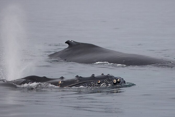 Victoria Shore Excursion: Whale-Watching Cruise with Expert Naturalist Guides - Price and Value: Why This Usually Feels Fair