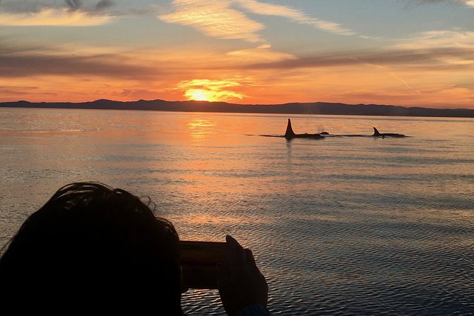 Victoria Sunset Whale-Watching Cruise - Key things that make this cruise worth your time