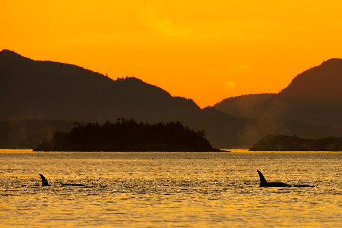 Victoria Sunset Whale-Watching Cruise - Why a Victoria sunset cruise feels like more than whale watching