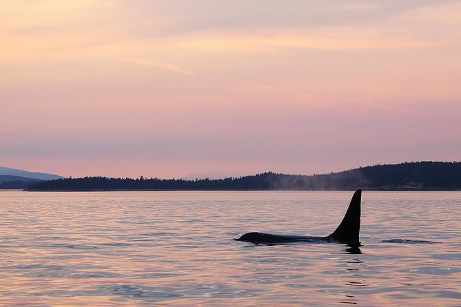 Victoria Sunset Whale-Watching Cruise - What you’ll do during the 3 hours on the water