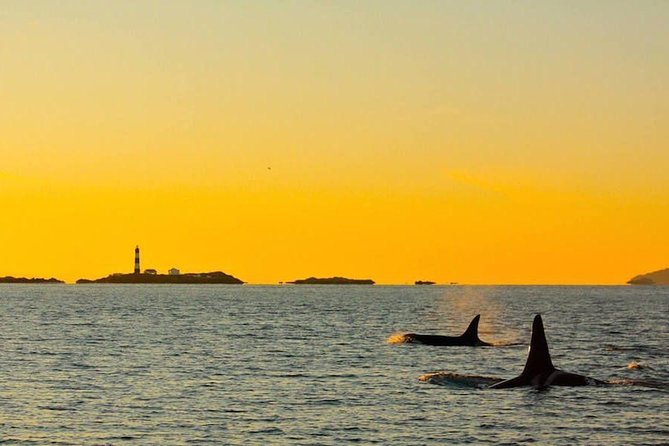 Victoria Sunset Whale-Watching Cruise - Crew vibe and boat handling: why people keep praising it