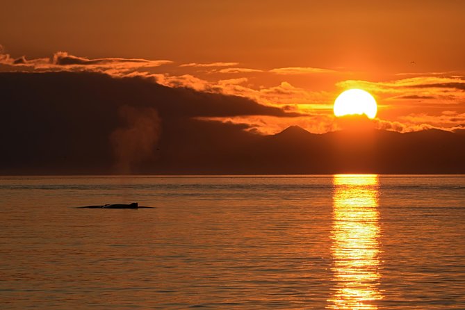 Victoria Sunset Whale-Watching Cruise - Price and value: what $138 buys you in the real world