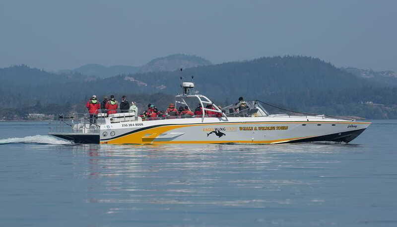 Victoria: Sunset Whale Watching Tour on an Open Scarab Boat - The open Scarab boat: speed, closeness, and real comfort