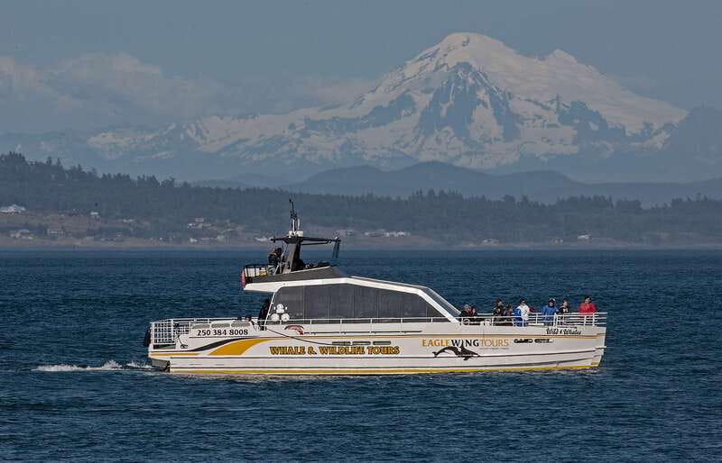 Victoria: Sunset Whale Watching Tour on Semi-Covered Boat - Searching the Salish Sea for whales, seals, and eagles