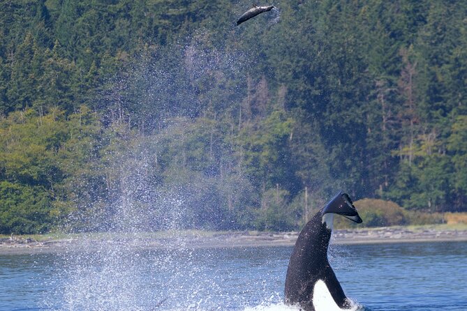 Victoria Ultimate Marine Whale & Wildlife Tour - Getting Started at Five Star Whale Watching (and What to Bring)