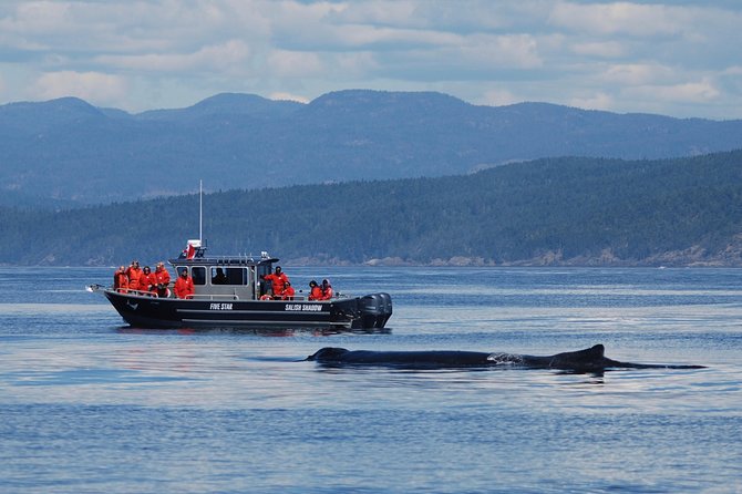 Victoria Ultimate Marine Whale & Wildlife Tour - What You Can Spot: Orcas, Humpbacks, Seals, and More