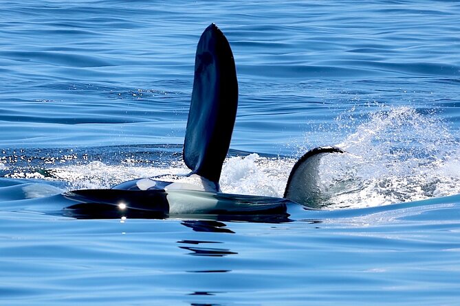 Victoria Ultimate Marine Whale & Wildlife Tour - Indoor vs Outdoor Decks: Comfort That Keeps Your Eyes on the Water