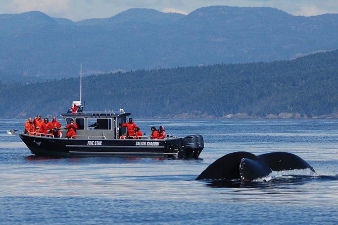 Victoria Ultimate Marine Whale & Wildlife Tour - The Salish Sea Plan: Why the Route Feels Smart, Not Random