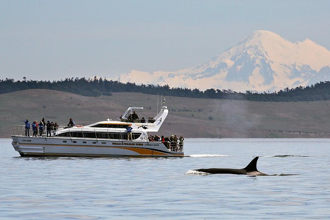 Victoria Whale and Wildlife Cruise - Quick take: what makes this cruise so compelling