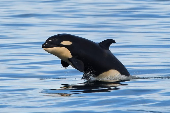 Victoria Whale and Wildlife Cruise - Meeting at Dallas Rd and choosing the right kind of boat comfort