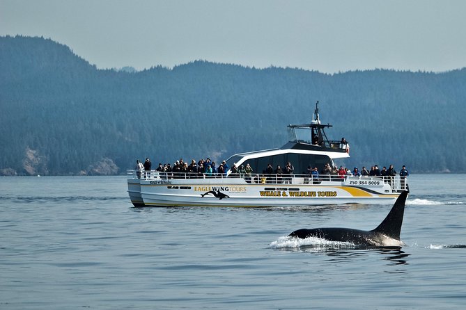 Victoria Whale and Wildlife Cruise - What happens during the 3.5 hours at sea