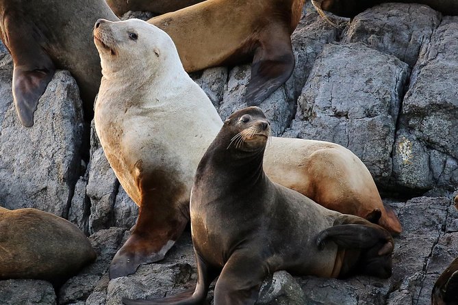 Victoria Whale and Wildlife Cruise - Wildlife you should actually look for, beyond whales