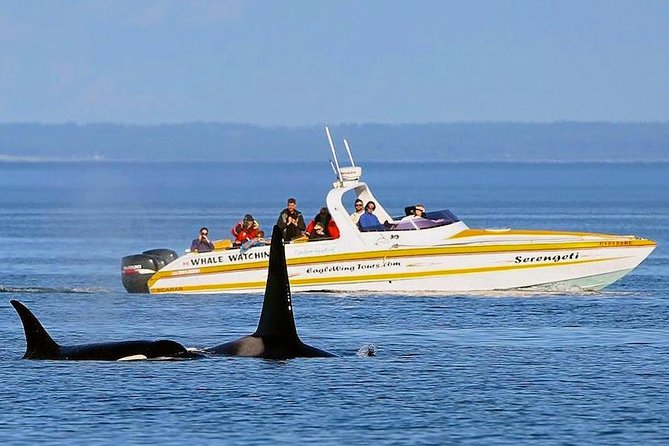 Victoria Whale and Wildlife Cruise - Comfort, safety, and the small details that save your day