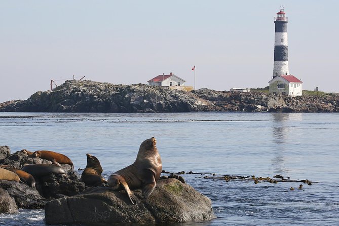 Victoria Whale and Wildlife Cruise - Price and value: what $146.17 gets you, and what it does not