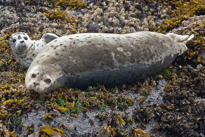 Victoria Whale and Wildlife Cruise - Should you book this Victoria Whale and Wildlife Cruise?