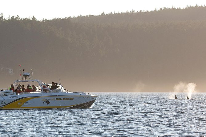Victoria Whale and Wildlife Cruise - The whale sighting guarantee: how it changes the odds and your mindset