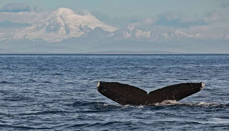 Victoria: Whale and Wildlife Semi-Covered Boating Tour - Wildlife Stops That Actually Teach: Whales, Seals, Eagles, and Friends