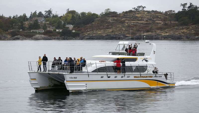 Victoria: Whale and Wildlife Semi-Covered Boating Tour - Who This Tour Fits Best (And Who Might Want a Different Option)