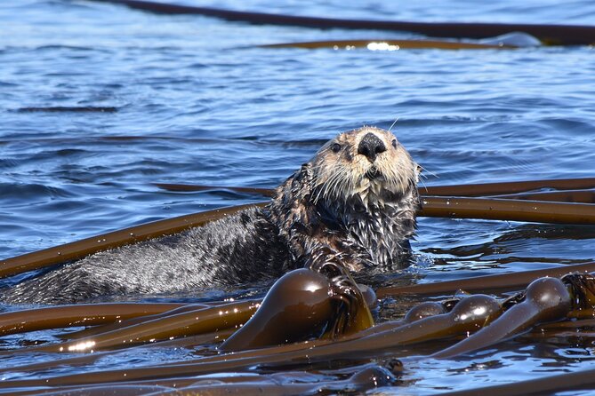 Victoria Whale Watch Tour - Why Victoria’s Salish Sea whale watching feels different