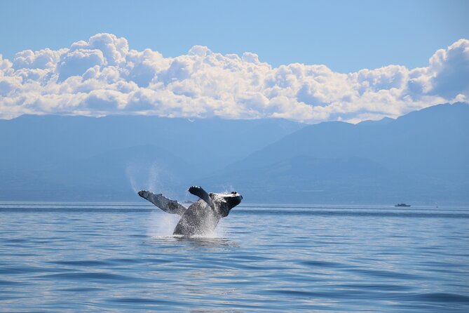 Victoria Whale Watch Tour - Stop-by-stop flow: how the cruise actually runs