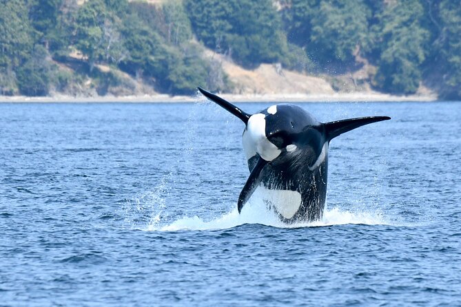 Victoria Whale Watch Tour - The comfort details that make this a better whale watch