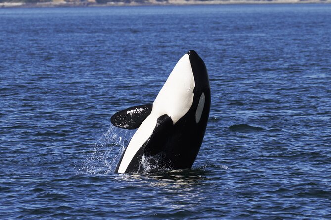 Victoria Whale Watch Tour - What the naturalists teach you while you watch