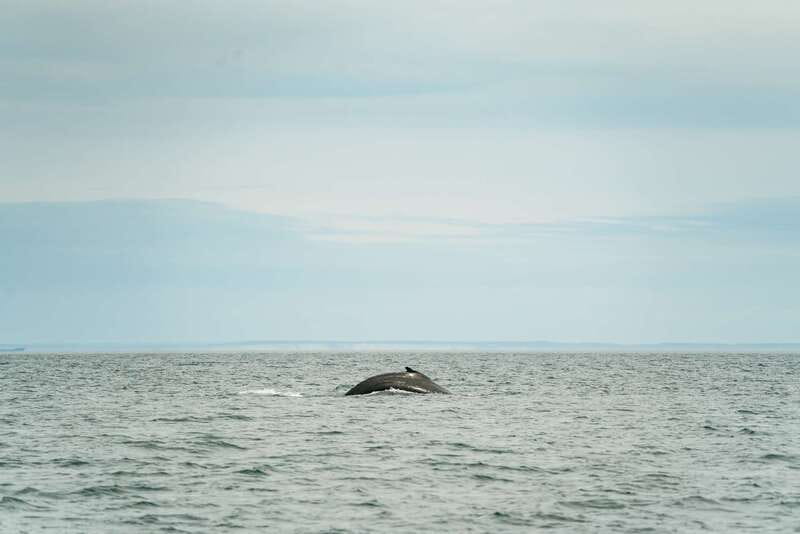 Victoria: Whale Watching Adventure in a Zodiac Boat - Key things that make this whale watch worth your time