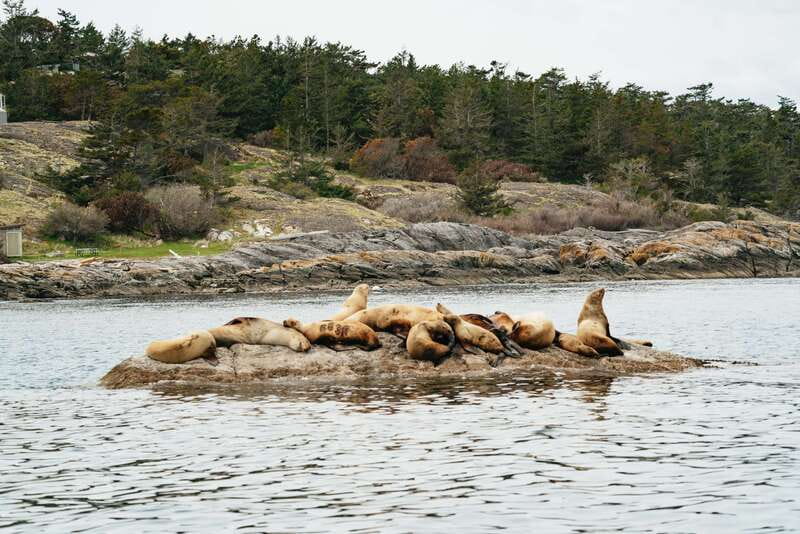Victoria: Whale Watching Adventure in a Zodiac Boat - Zodiac whale watching from Victoria’s inner harbour