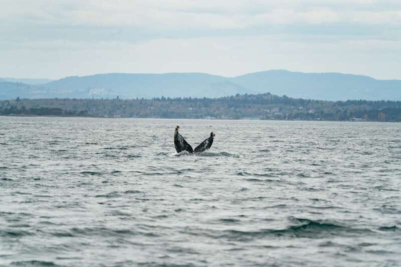 Victoria: Whale Watching Adventure in a Zodiac Boat - What you might see: orcas, humpbacks, and plenty of backup wildlife