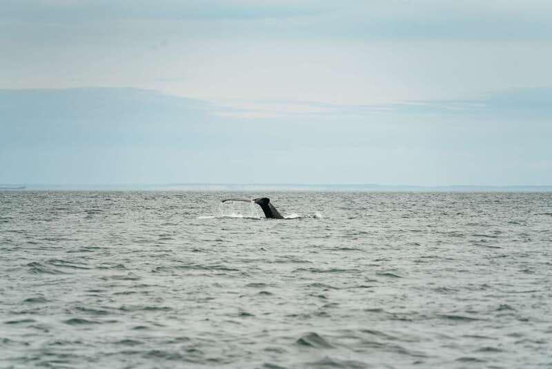 Victoria: Whale Watching Adventure in a Zodiac Boat - Zodiac speed and the realities of wind and spray