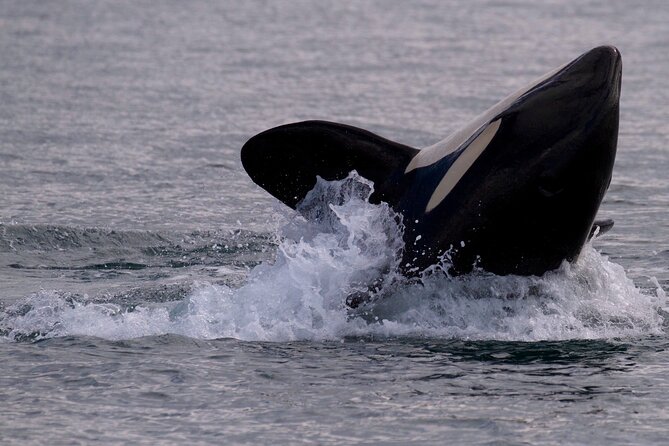 Victoria Whale Watching Cruise with Expert Naturalists - Wildlife You Actually Might See, and How to Spot It Better