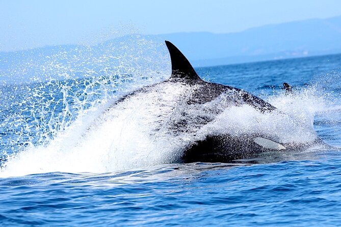 Victoria Whale Watching Cruise with Expert Naturalists - Price and Value: Is $134.02 a Good Deal?