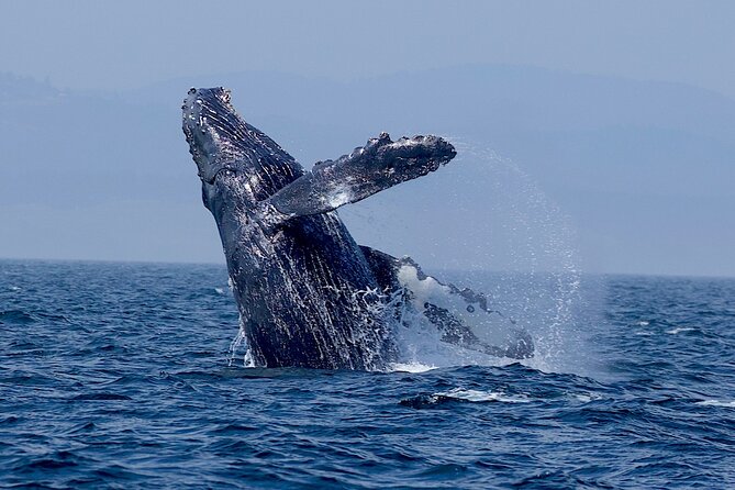 Victoria Whale Watching Cruise with Expert Naturalists - Comfort Tips That Make or Break the Day