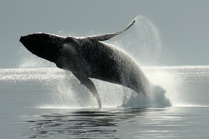 Victoria Whale Watching Cruise with Expert Naturalists - Who Should Book This Cruise, and Who Should Ask Questions First