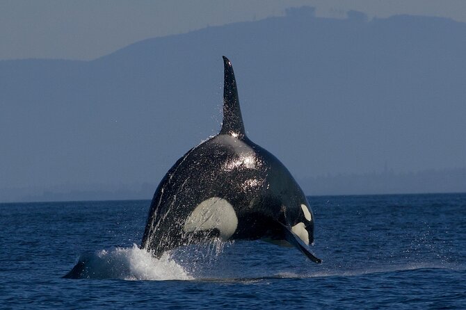 Victoria Whale Watching Cruise with Expert Naturalists - Is It Worth Your Time in Victoria?