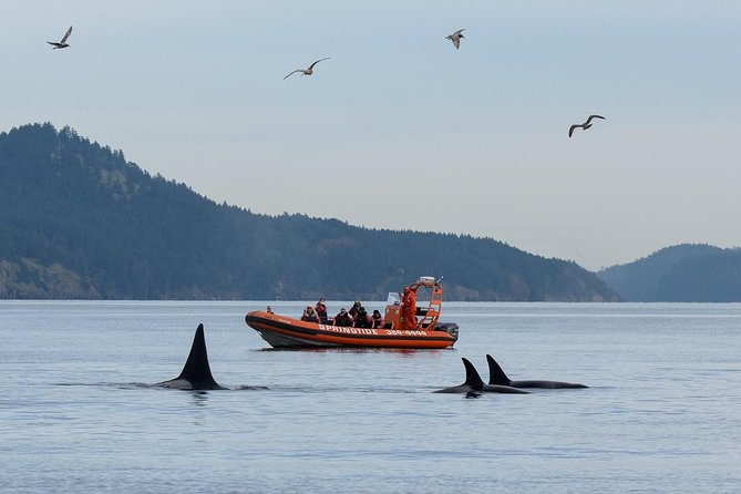 Victoria Whale Watching Tour by Zodiac - Zodiac Whale Watching in Victoria, Built for Close-Up Encounters