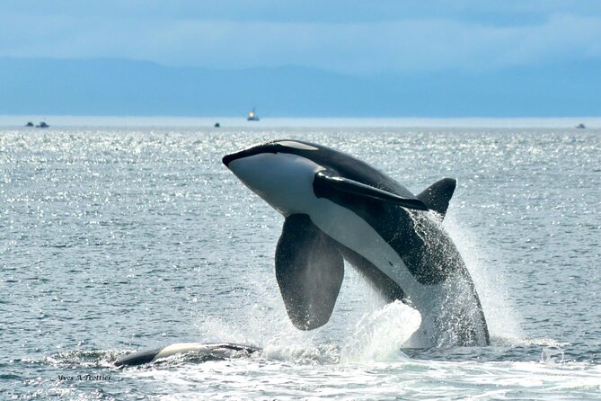 Victoria Whale Watching Tour by Zodiac - Check In at 1119 Wharf Street and Suit Up Like You Mean It