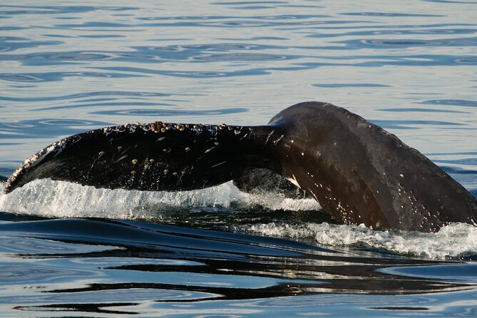 Victoria Whale Watching Tour by Zodiac - What Wildlife You Can Spot, and Why Season Controls the Cast