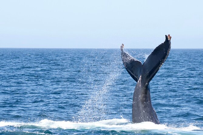 Victoria Whale Watching Tour by Zodiac - Why Captains Matter on a Zodiac Boat (Cam, Ian, Tyler, Marty)