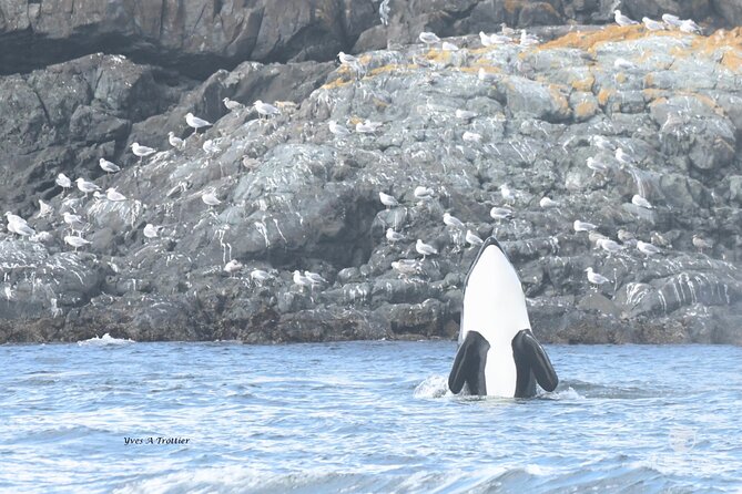 Victoria Whale Watching Tour by Zodiac - Comfort, Safety, and the Real Limits of Small-Boat Whale Watching