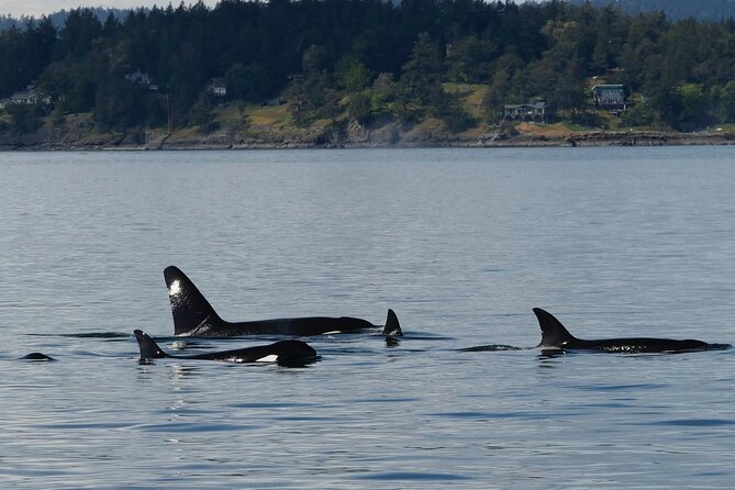 Victoria Whale Watching Tour by Zodiac - When You Should Book: Timing, Demand, and Weather Dependence