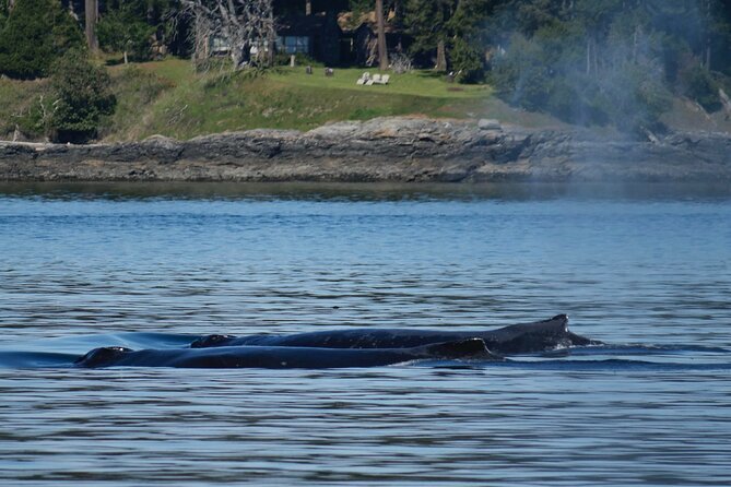 Victoria Whale Watching Tour by Zodiac - Who This Tour Is Best For