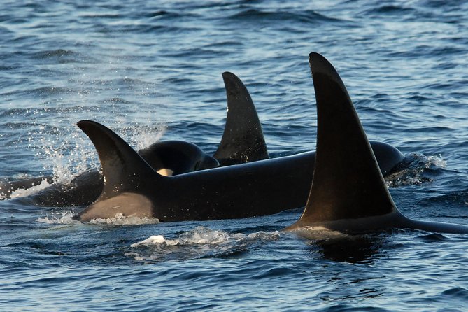 Victoria Whale Watching Tour by Zodiac - The 3-Hour Zodiac Ride: How the Search Feels in Real Time