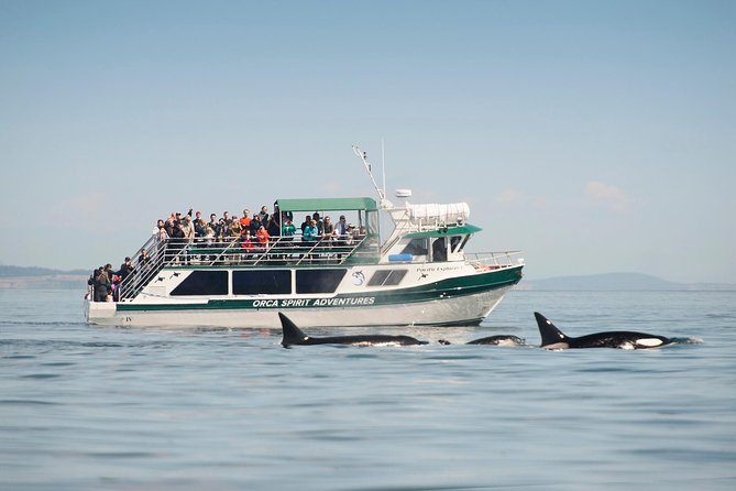 Victoria Whale Watching Tour on a Covered Vessel - Key highlights to know before you go