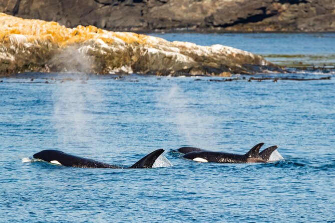Victoria Whale Watching Tour on a Covered Vessel - Your Best Photo Angles: Indoor Backup, Outdoor Deck Timing