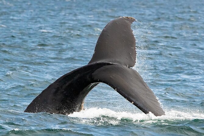 Victoria Whale Watching Tour on a Covered Vessel - What to Wear on a Rain or Shine Cruise (and Why People Get Damp)