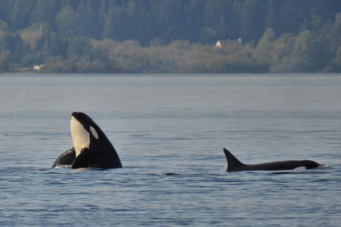 Victoria Whale Watching Tour on a Covered Vessel - Which Whales and Animals You Can Realistically Hope For