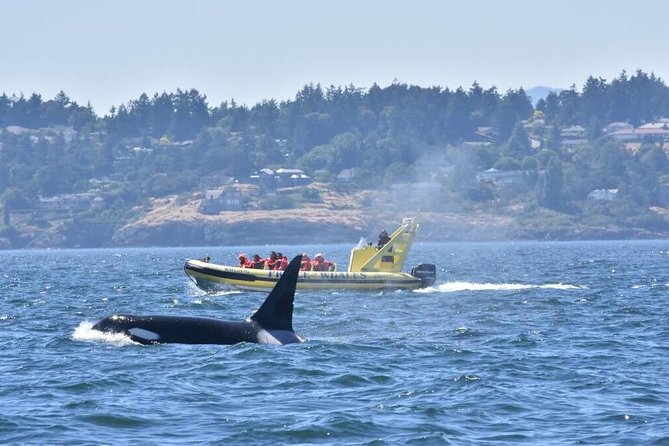 Victoria Zodiac Boat Whale Watching Adventure - A small-group Zodiac ride from 812 Wharf St