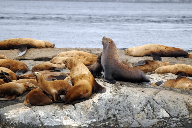Victoria Zodiac Boat Whale Watching Adventure - Price and value: what $154.08 buys you